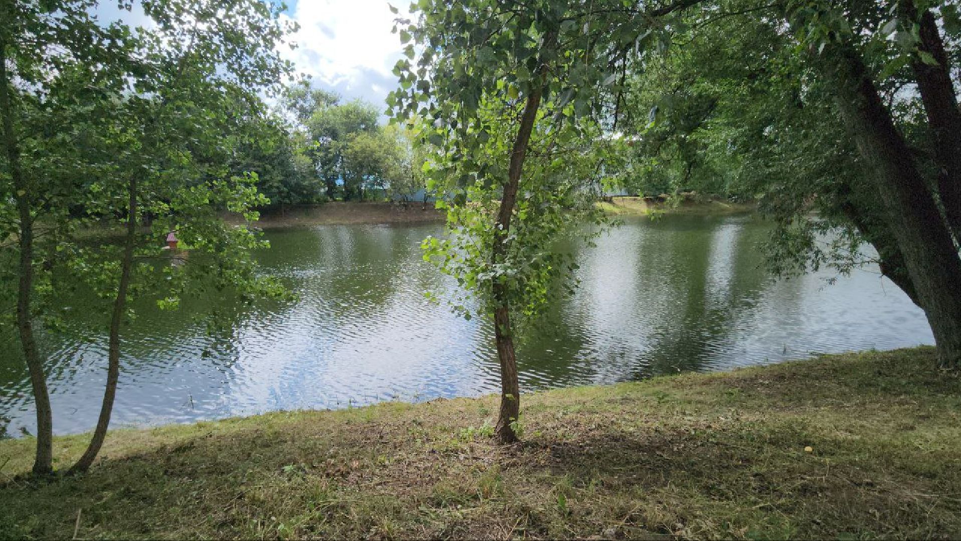 ели