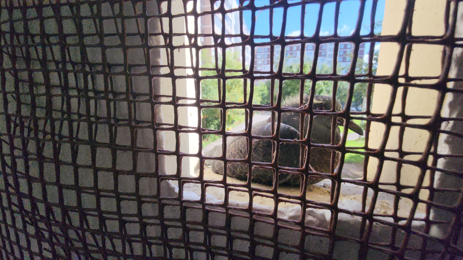 ухо