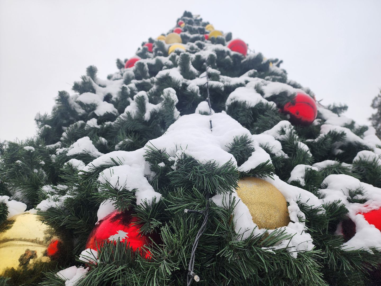 короле