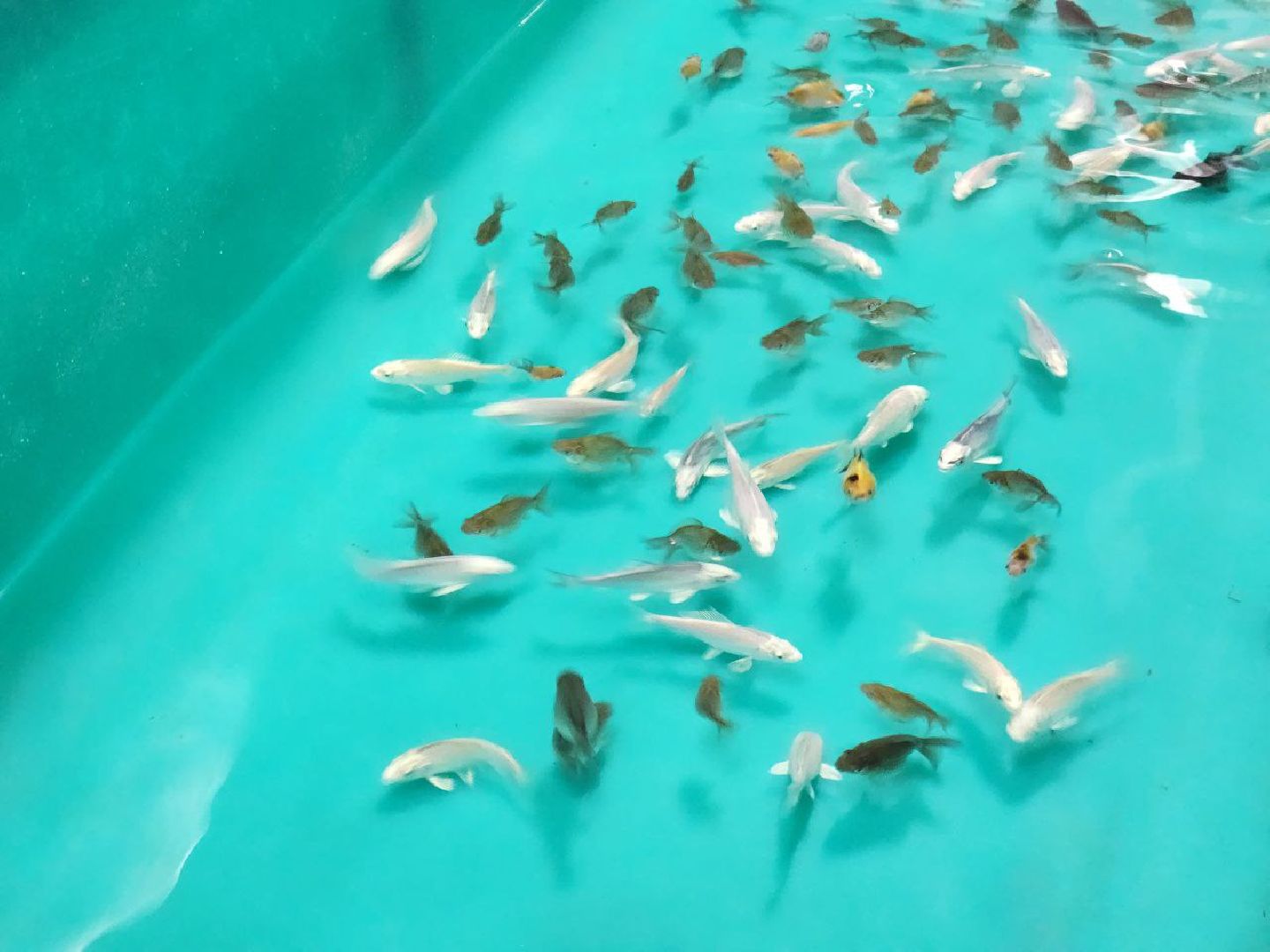 ВЕРТИКАЛКи