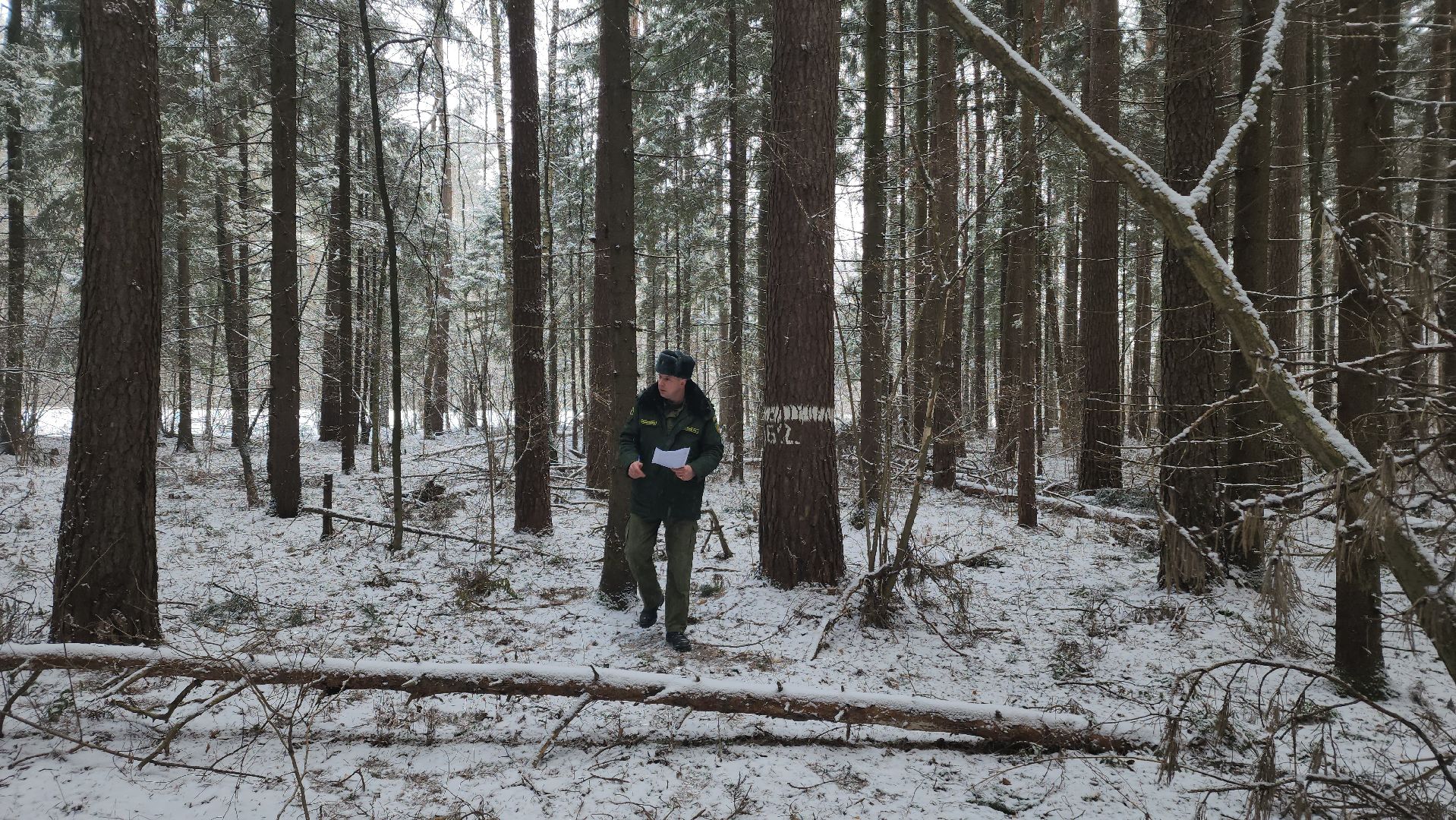 Русский лес