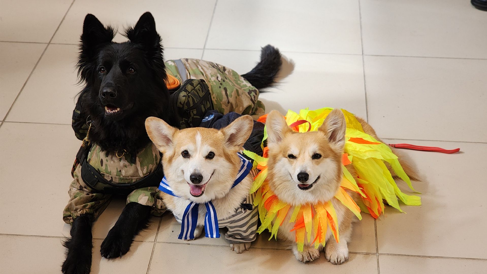 волонтёр