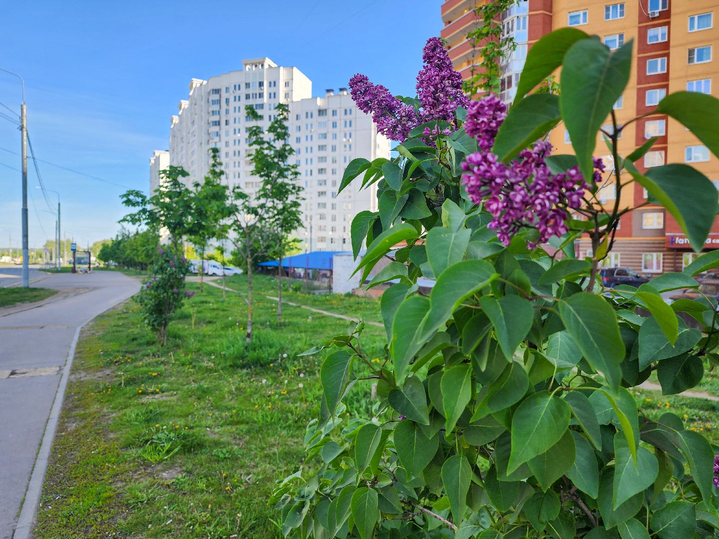 Сирень
