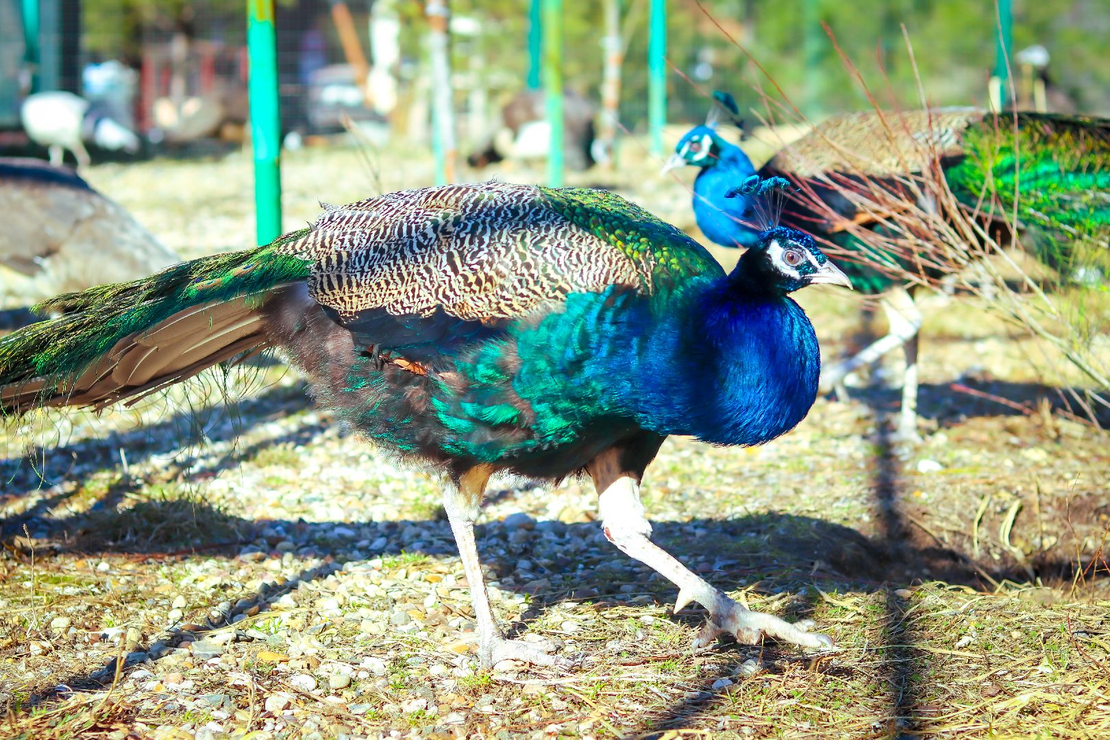 ПОдмосковье