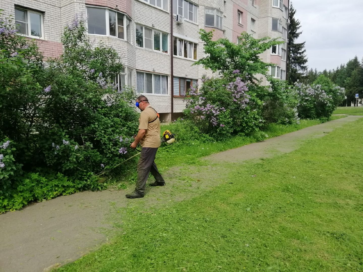покос