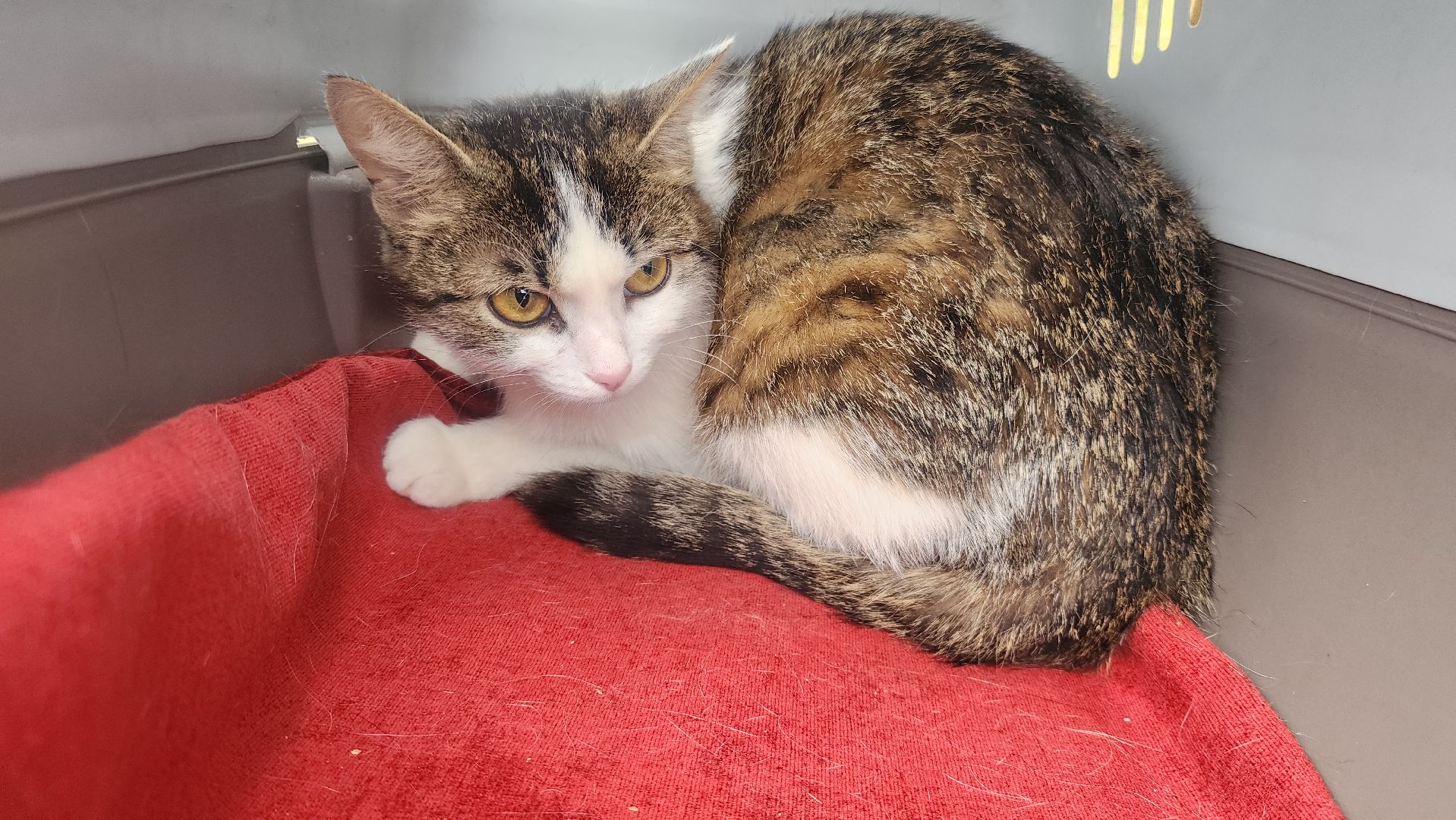 Одинцовский