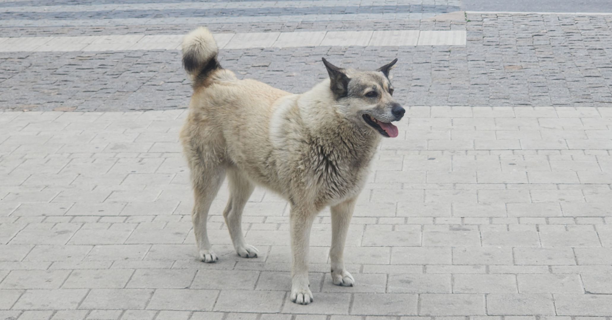 Одинцовский