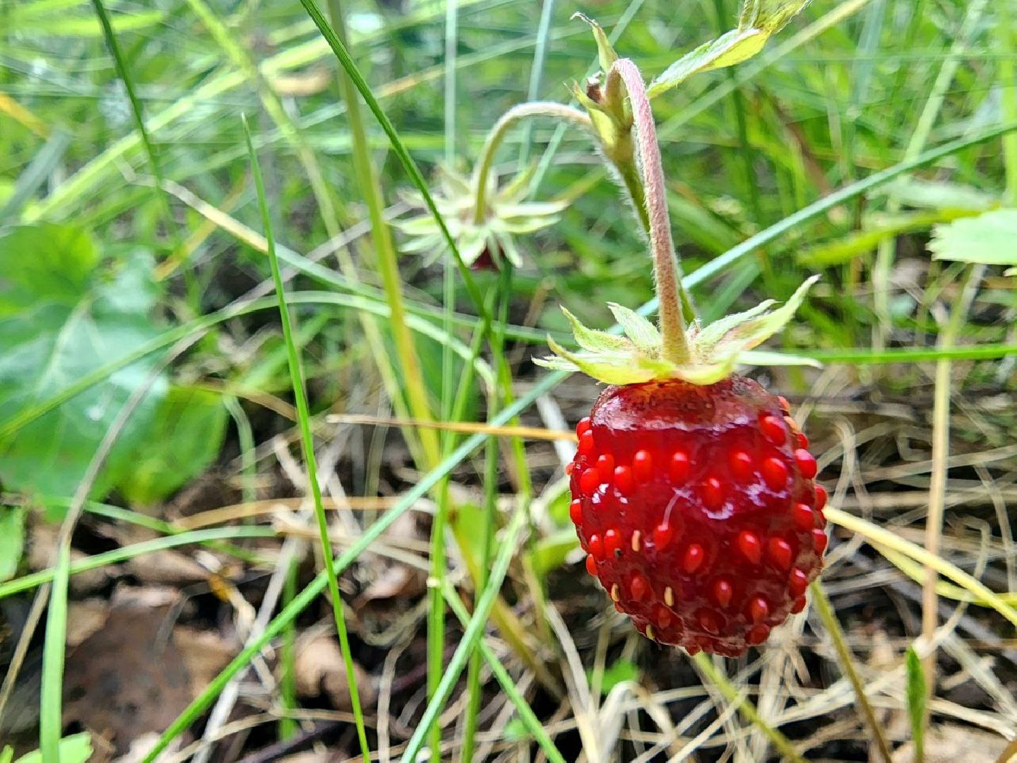 ягодный сезон