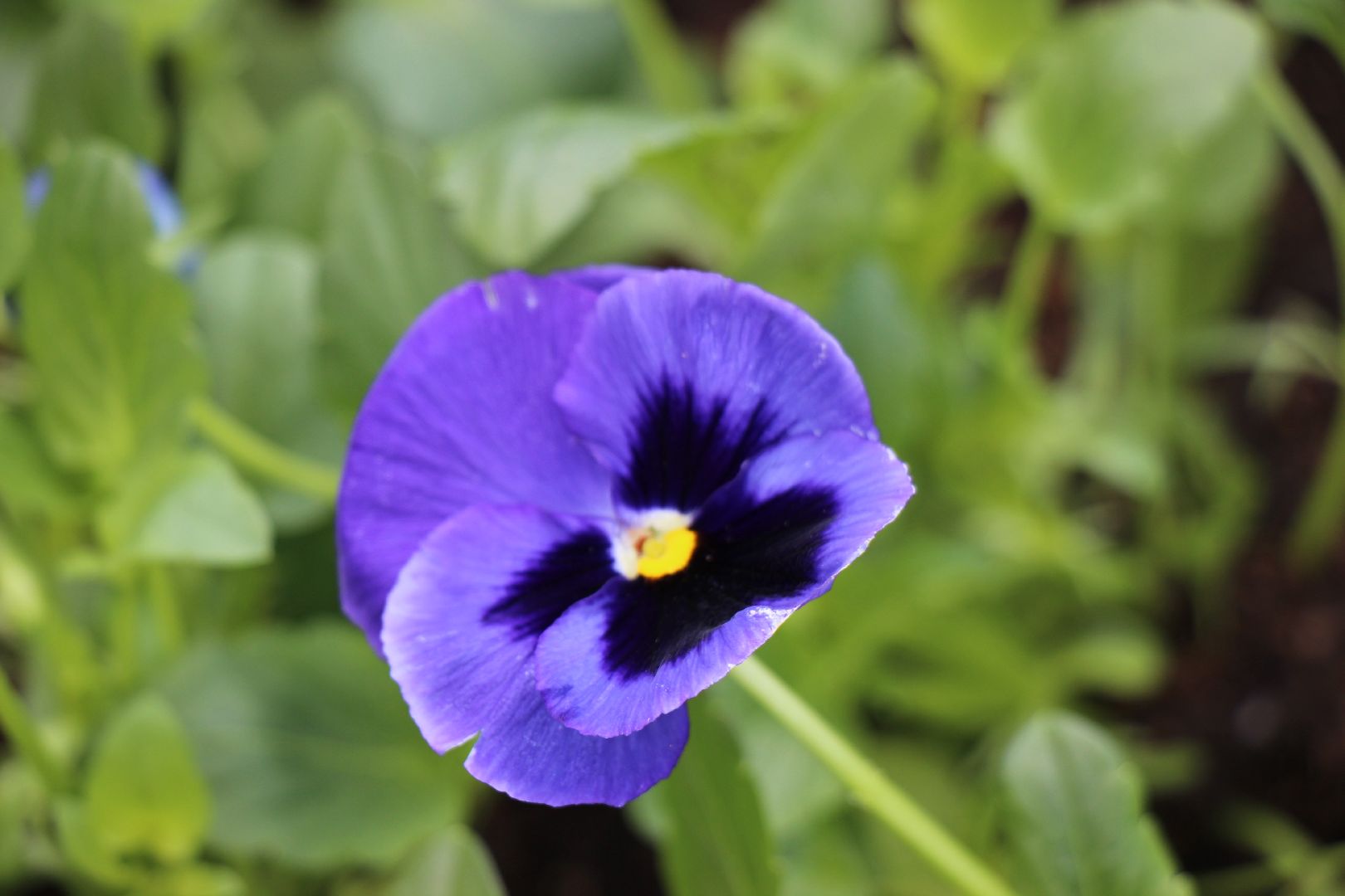 Благоустро