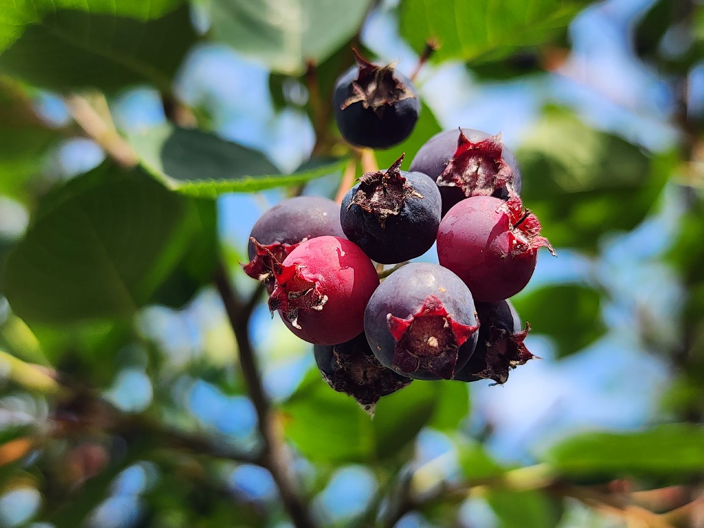 ногинское лесничество