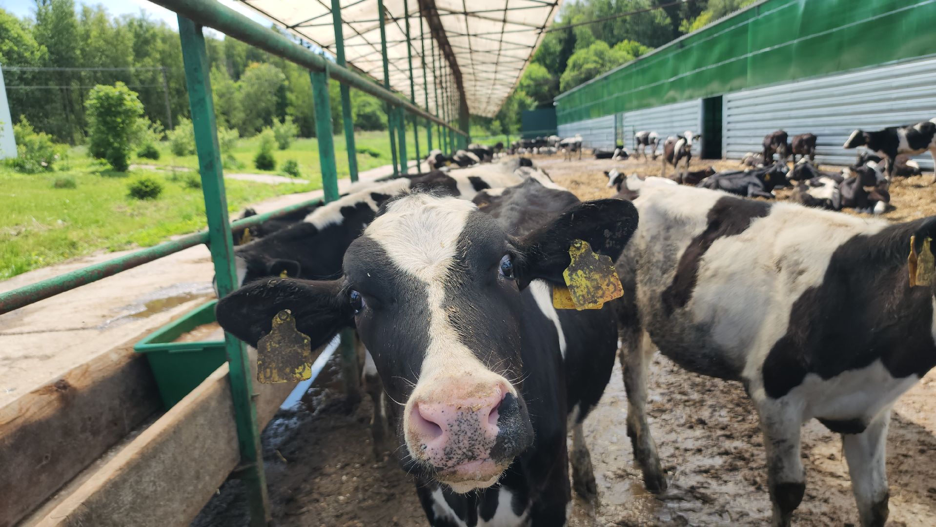 деревня калугино