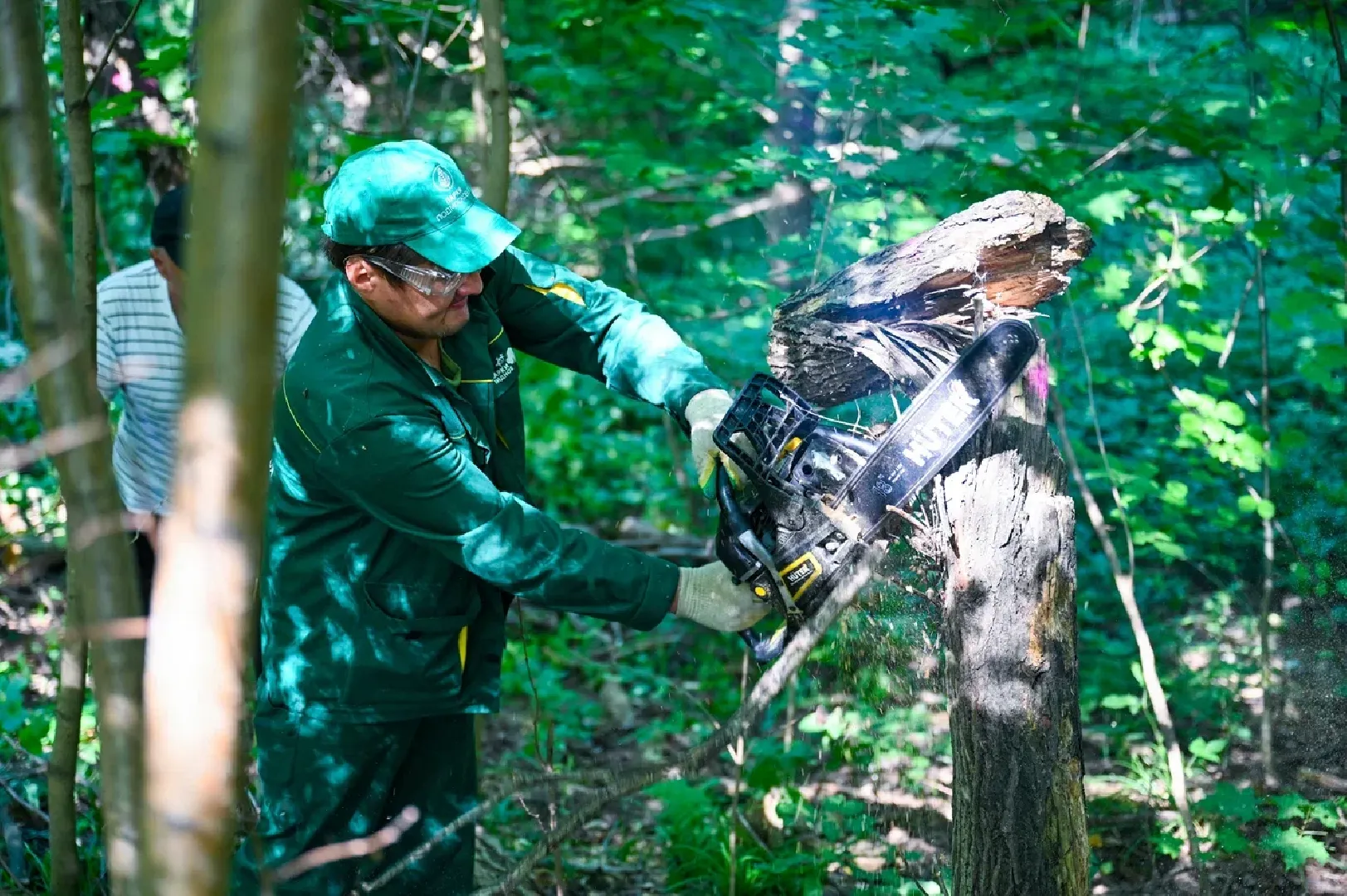 Вырубка деревьев