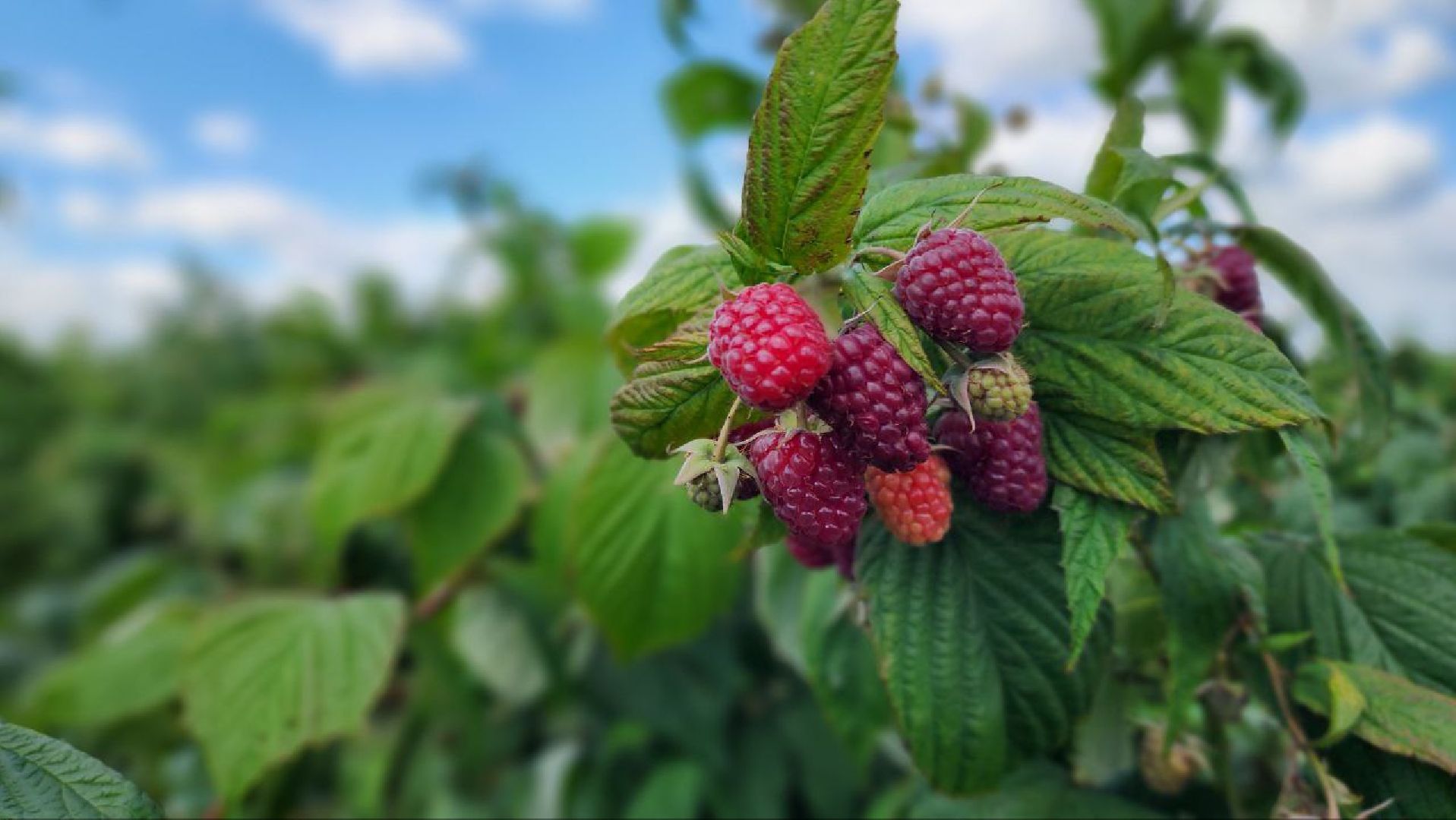 сельскоехозяйствоподмосковья