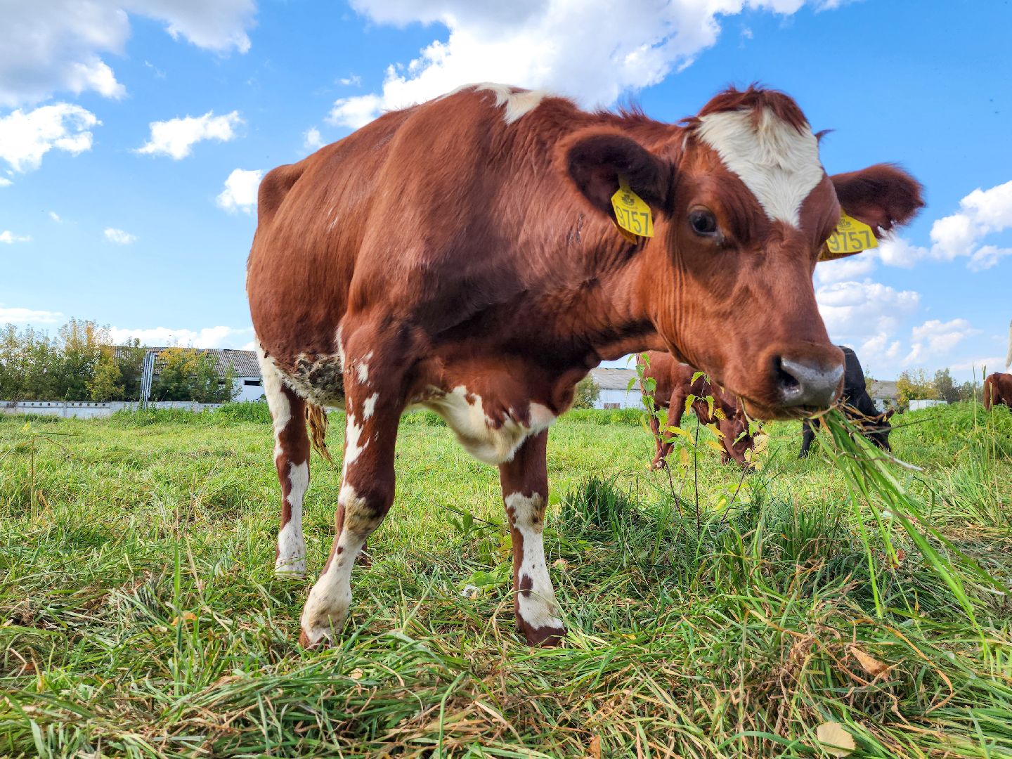 виж им эрнста