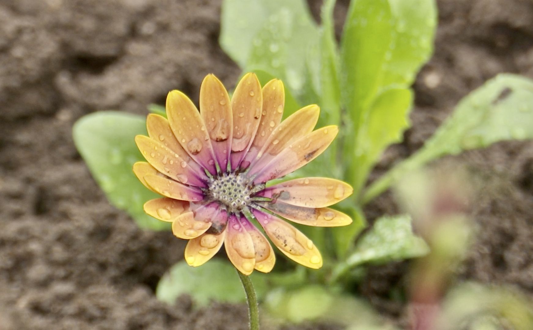 Благоустро