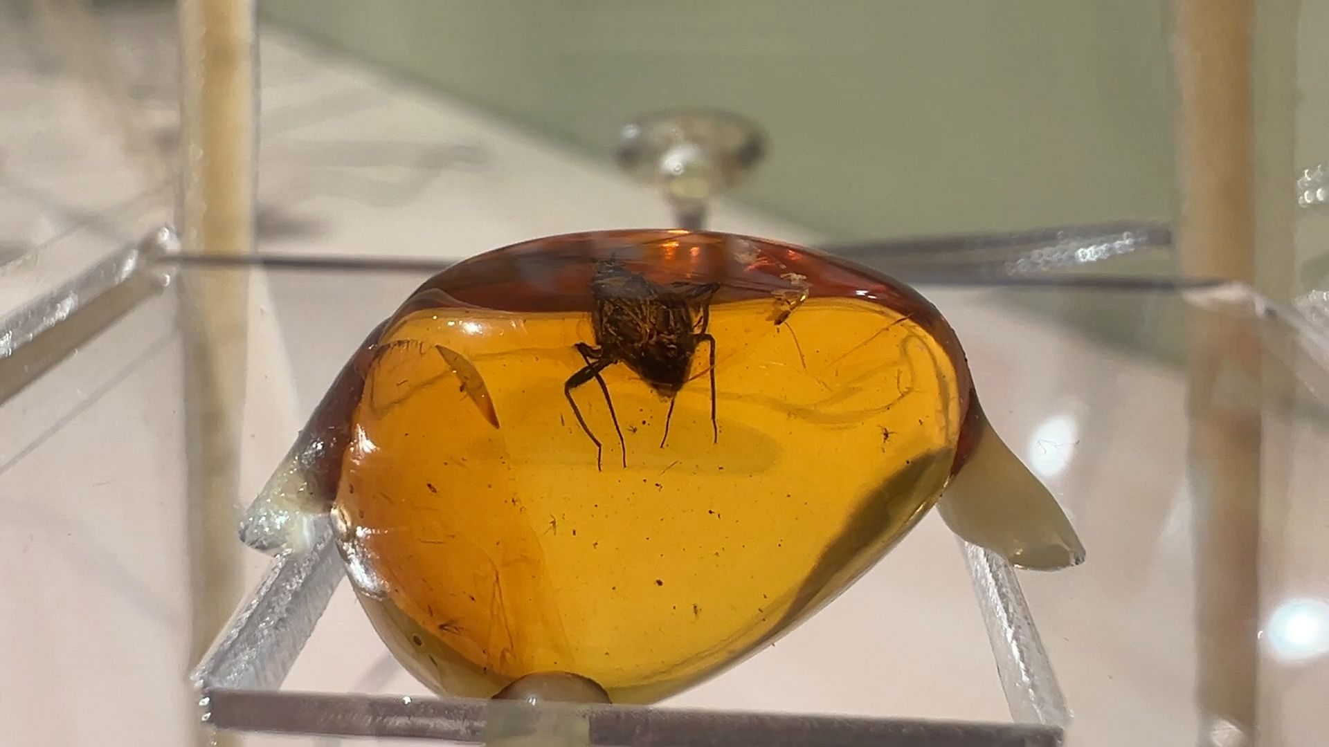 выставка доисторические насекомые в янтаре открыта