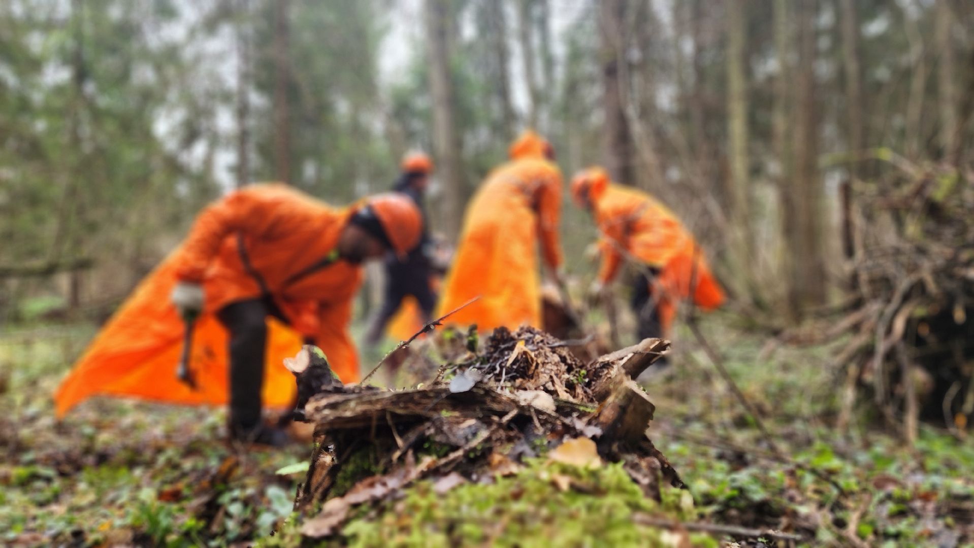 сенежское лесничество