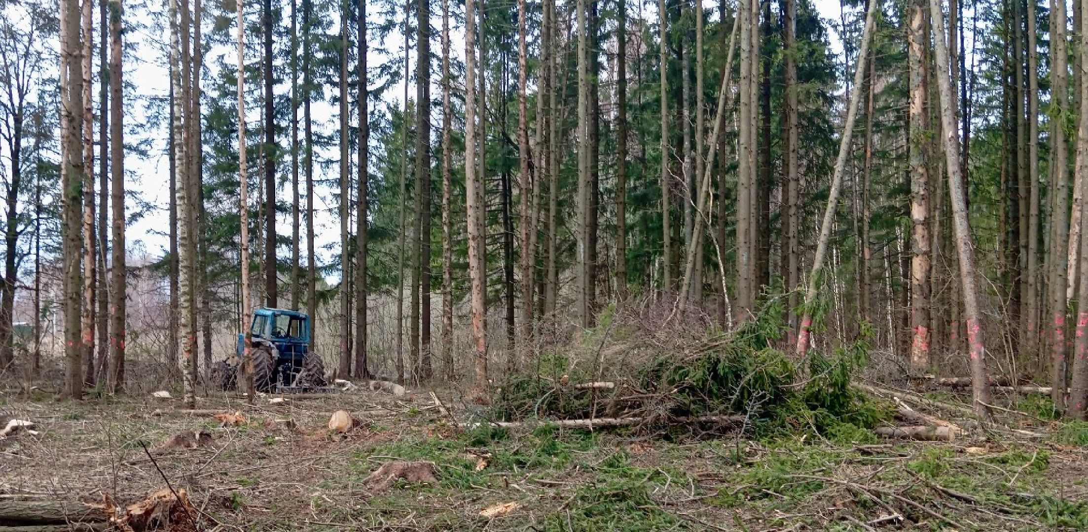 санитарная вырубка