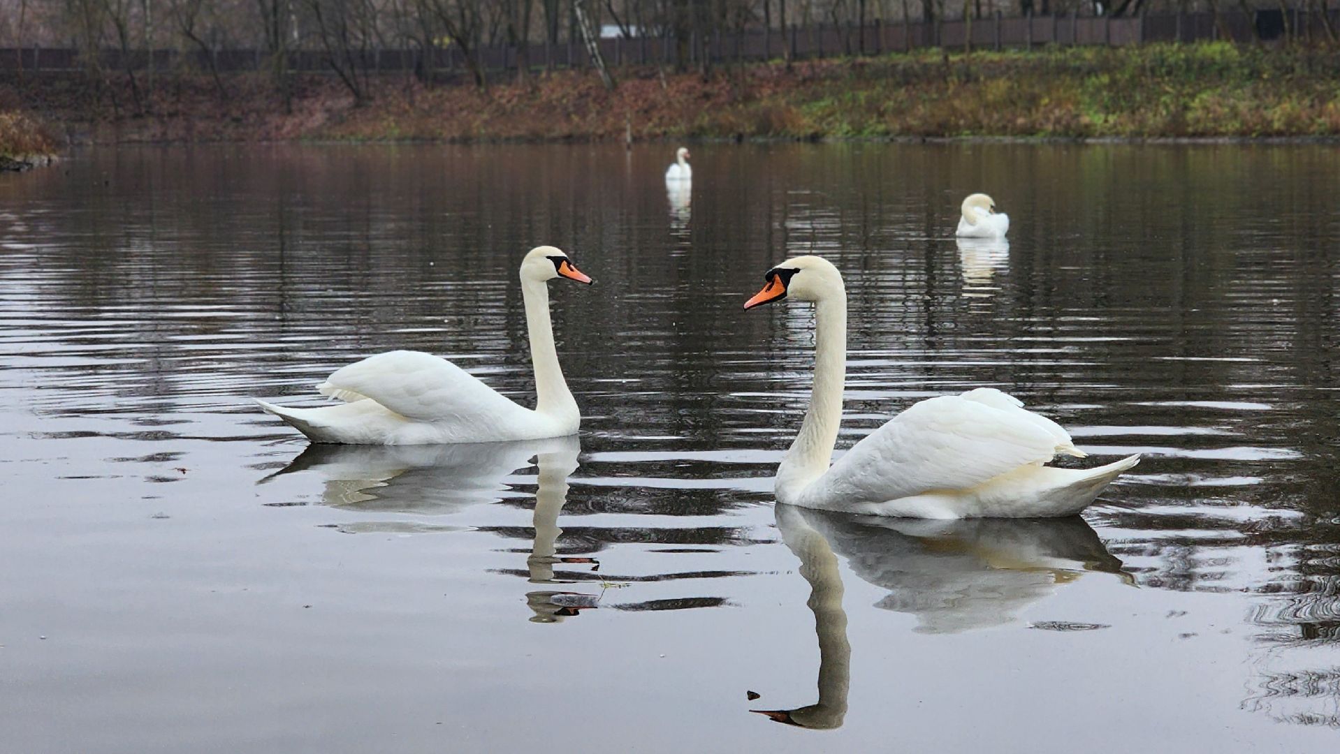лосино-петровский