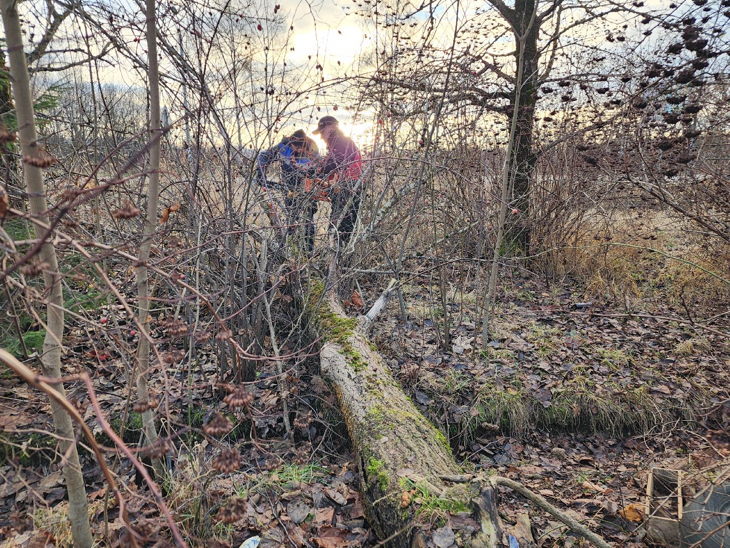 удаление аварийных деревьев
