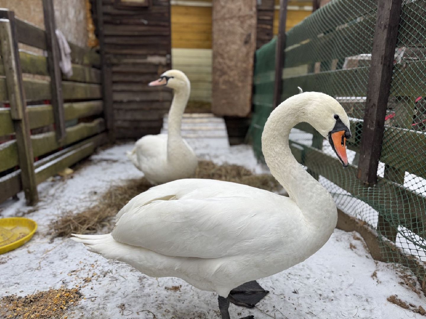 Стеша и Микеша