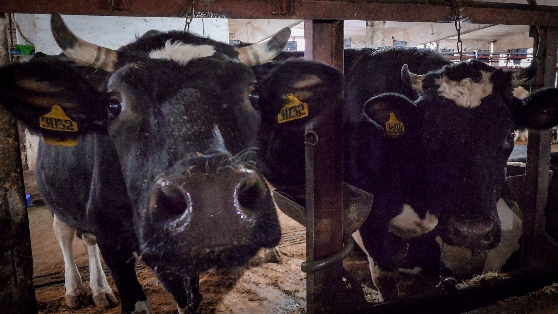 зимнее содержание коров в бронницах