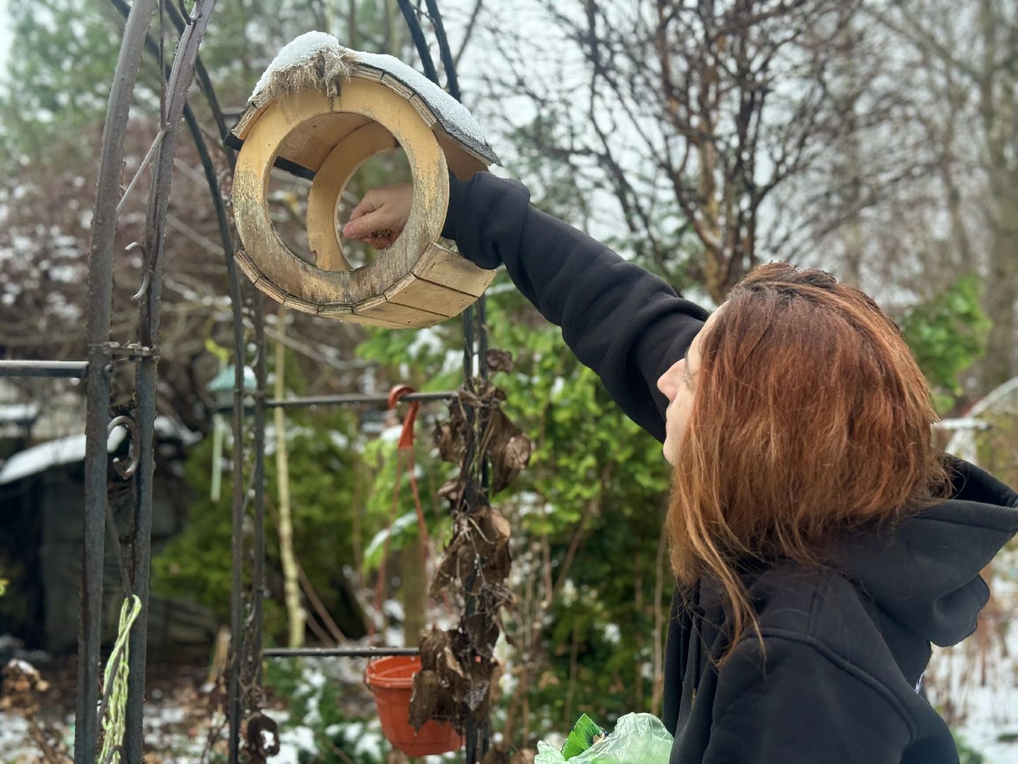 зимующие птицы