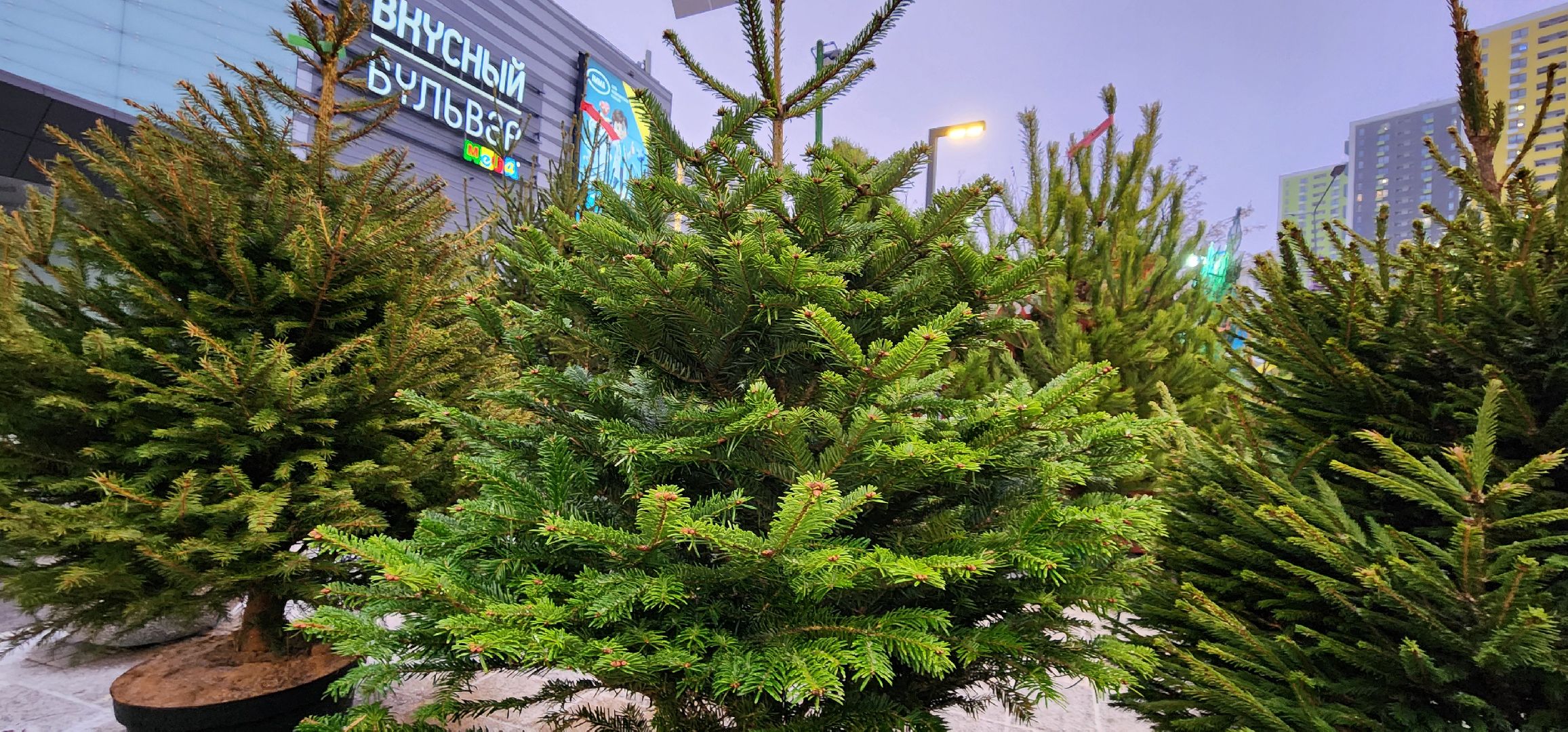 елочные базары